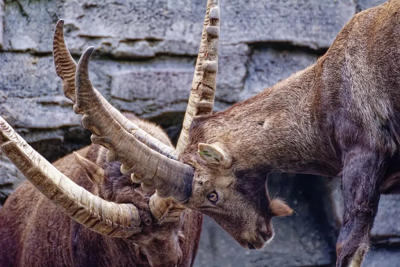 Two ibexes fighting each others